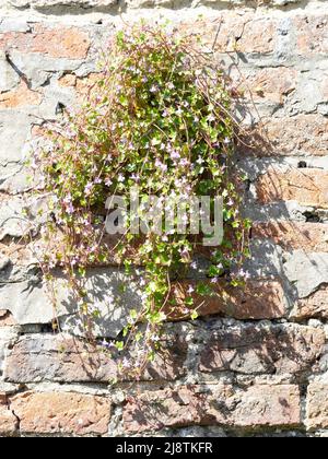 Una pianta fiorita Ivy alberato toadflax Cymbalaria muralis nel giardino murato Kirkleatham a Redcar North Yorkshire Foto Stock