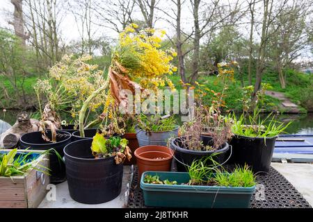 Piante andate a seme in pentole e box finestra sul giardino sul tetto di una casa galleggiante sul fiume Lea nella primavera 2022 Londra E5 Inghilterra Regno Unito KATHY DEWITT Foto Stock