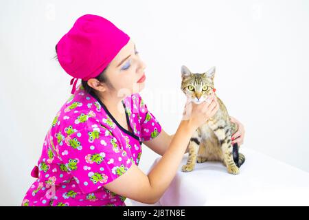 bella donna medico veterinario indossare uniforme rosa e cappuccio chirurgico rosa, il controllo carino gattino su sfondo bianco Foto Stock