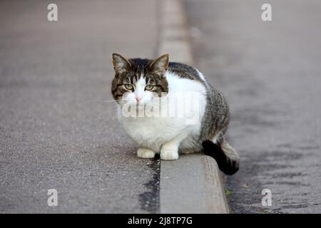 Ritratto di gatto grigio bianco seduto su una strada e guardando la fotocamera Foto Stock