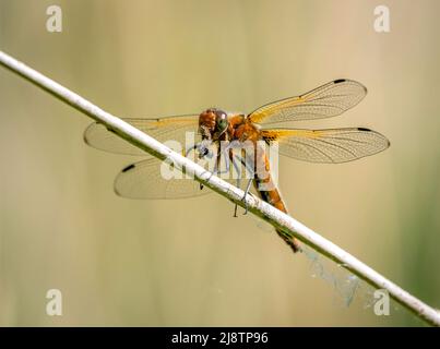 Maschio immaturo scarce Chaser dragonfly Libellulla fulva mangiare preda insetto su un gambo di canna a Shapwick Heath sul Somerset livelli UK Foto Stock