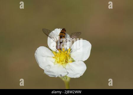 Primo piano Marmalade Fly maschile (Episyrphus balteatus), famiglia Syrphidae sul fiore di fragola (Fragaria), famiglia Rosaceae. Primavera in un giardino olandese Foto Stock
