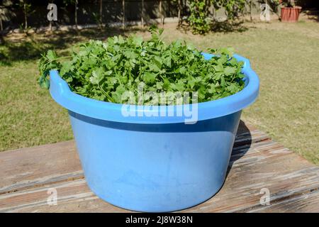 Gambi appena sbucciati coriandolo foglie fresche da lavare in vasca secchio. Fattoria mercato vegetale. Verdure verdi asiatiche Foto Stock