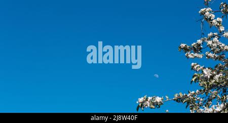 Cielo blu . Luna nel cielo durante il giorno. Vista laterale di fiori di melo Foto Stock