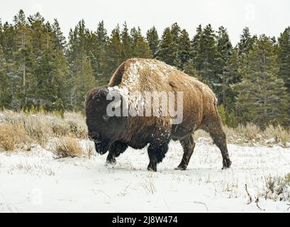 Bisonte comunemente chiamato bufalo americano nel maggio del 2022 nel Parco Nazionale di Yellowstone foraging per il cibo sulla terra nevosa con pineta dietro. Foto Stock