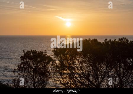 alba o tramonto sul mare mediterraneo, maiorca, spagna - alcuni alberi in primo piano Foto Stock