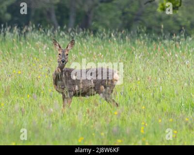 Capriolo, capriolo, noto anche come capriolo, capriolo occidentale, o capriolo europeo. Questo campione sta guardando la telecamera. Foto Stock