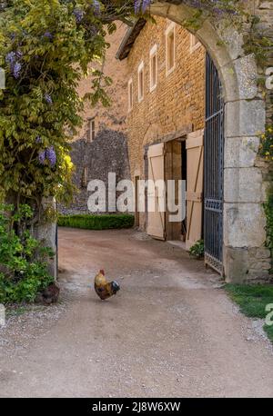 Rooster che custodisce la porta del castello di Berze le Chatel in Francia Foto Stock