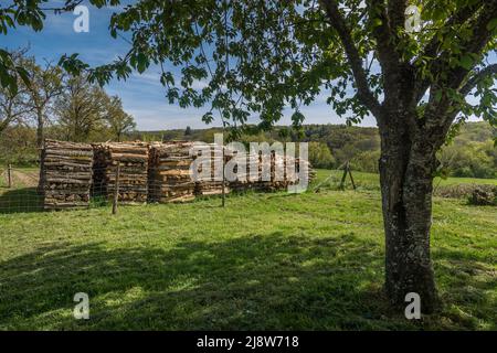 Tagliare e separare i tronchi di quercia impilati come combustibile per riscaldamento domestico nella Creuse (23), Francia centrale. Foto Stock