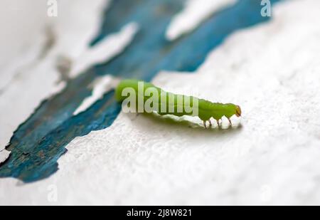 Piccolo caterpillar verde che strisciare su un bordo di legno shabby Foto Stock