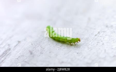 Piccolo caterpillar verde che strisciare su un bordo di legno shabby Foto Stock