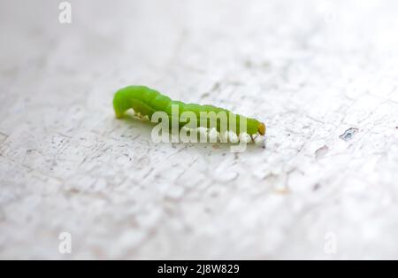 Piccolo caterpillar verde che strisciare su un bordo di legno shabby Foto Stock