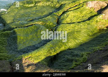 Formazioni rocciose naturali e piscine su fondo marino coperto da alghe ed eroso dal mare nel pomeriggio luce del sole in estate. Alghe su rocce. Foto Stock