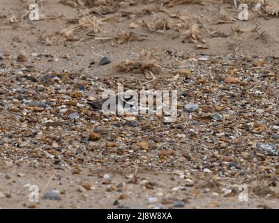 Un comune arenato o appena arenato, Charadrius hiaticula, seduto su un nido che è ben mimetizzato su una spiaggia di ciottoli. Foto Stock