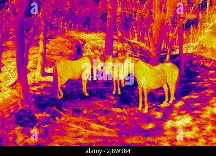 Il pony di Gotland in un'immagine termale Foto Stock