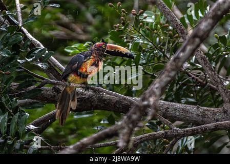 Bagnare gli aracari colared sotto la pioggia assomiglia a un bambino di roccia punk Foto Stock