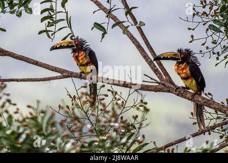 2 aracari umidi colarati sotto la pioggia che assomiglia a un punk rock bambini Foto Stock