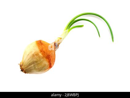 Testa della lampadina con germogli verdi su sfondo bianco. Isolamento cipolla Foto Stock