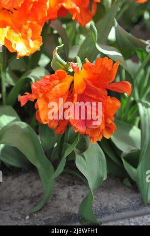 Tulipani d'arancia (Tulipa) Monarch Parrot fiorisce in un giardino nel mese di aprile Foto Stock