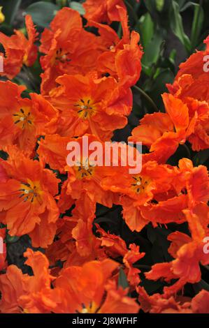 Tulipani d'arancia (Tulipa) Monarch Parrot fiorisce in un giardino nel mese di marzo Foto Stock