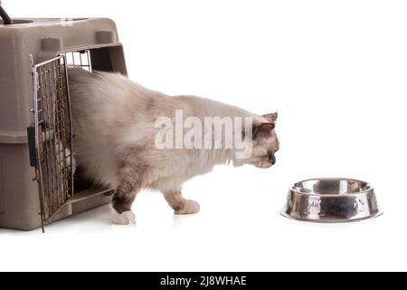 Ritratto di giovane gatto sacro della Birmania su sfondo bianco Foto Stock