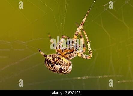 Araneus Diadematus è il nome scientifico di questo British Cross Orb-Weaver Spider o European Garden Spider mangiare una mosca che ha catturato sul suo noi Foto Stock