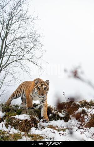 Tigre siberiana che si inaspre direttamente nella fotocamera. Bestia pericolosa da vicino. Foto Stock