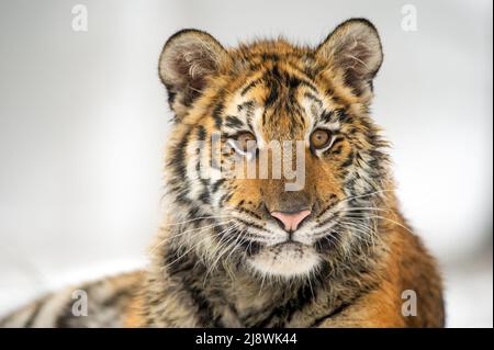 Primo piano di ritratto cub tigre siberiano. Panthera tigris altaica Foto Stock