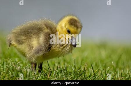 Primo piano di un nuovo nato Canada Goose gosling nutrimento su erba Foto Stock