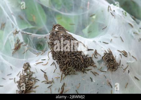 Un primo piano di un'infestazione di Bird Cherry Ermine Moth Caterpillars in un hedgerow in un Castleford Park nel West Yorkshire Foto Stock