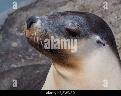 Coinvolgente e glamour femmina Australian Sea Lion in una bellezza squisita. Foto Stock