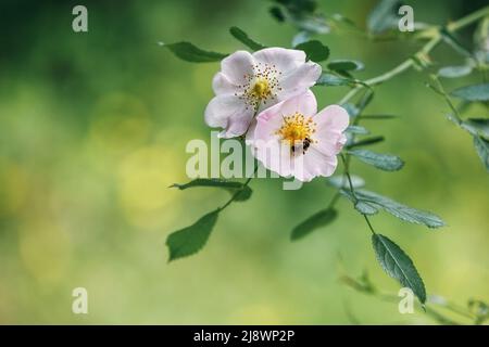 Fiore bianco rosa chiaro di un cane rosa selvatico rosa su uno sfondo di foglie verdi. Spazio libero per il testo. Biglietto di auguri Foto Stock