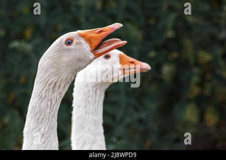 Coppia di gooses su sfondo verde scuro. Aggressivo maschio oca lui arrabbiato e hissing Foto Stock