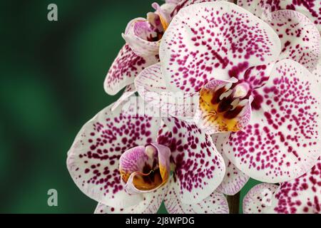 Orchidea viola bianca macchiata su sfondo verde sfocato in primo piano. Spazio libero per il testo nella foto Foto Stock