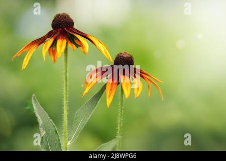 Bella fata sognante magia giallo rudbeckia hirta occhi neri susan girasole fiori su sbiadito blurry chiaro sfondo verde. La foto è adatta a. Foto Stock