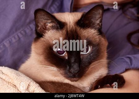 Un ritratto divertente di un gatto domestico thailandese con grandi occhi blu. Foto Stock