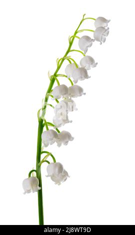 Lily della valle isolato su sfondo bianco. Fiori di Convallaria Foto Stock