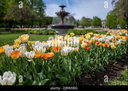 I tulipani fioriscono nel Carl Johans Park durante la primavera a Norrkoping. Norrkoping è una storica città industriale svedese. Foto Stock