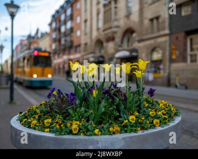 Tulipani e fiori di pansy sulla strada principale Drotttninggatan a Norrköping, Svezia Foto Stock
