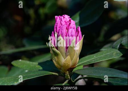 Rhododendron che fiorisce nella valle del Rhodendron ad Abackarna, il parco cittadino lungo il fiume Motala a Norrkoping, Svezia Foto Stock