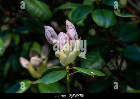 Rhododendron che fiorisce nella valle del Rhodendron ad Abackarna, il parco cittadino lungo il fiume Motala a Norrkoping, Svezia Foto Stock