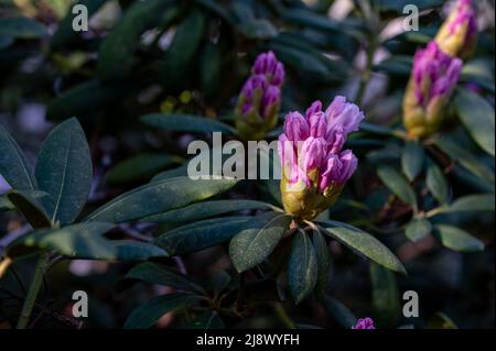 Rhododendron che fiorisce nella valle del Rhodendron ad Abackarna, il parco cittadino lungo il fiume Motala a Norrkoping, Svezia Foto Stock