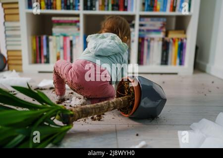 una bambina caucasica che fa il gioco del mess e il male con il comportamento difettoso che strappa l'asciugamano di carta e la pentola del fiore cruched sul capretto naughty del pavimento nel paese Foto Stock