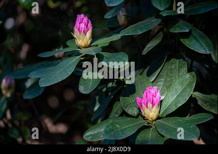 Rhododendron che fiorisce nella valle del Rhodendron ad Abackarna, il parco cittadino lungo il fiume Motala a Norrkoping, Svezia Foto Stock