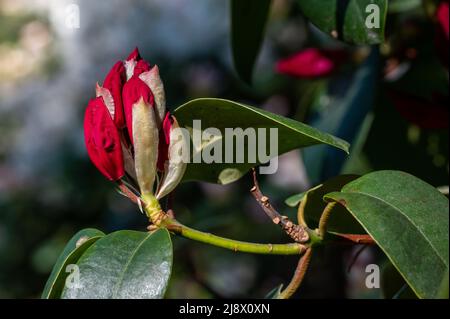 Rhododendron che fiorisce nella valle del Rhodendron ad Abackarna, il parco cittadino lungo il fiume Motala a Norrkoping, Svezia Foto Stock