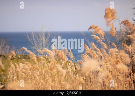 Piante selvatiche dorate sulla spiaggia Foto Stock