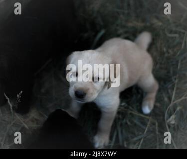 Un cucciolo bianco tra cuccioli neri Foto Stock