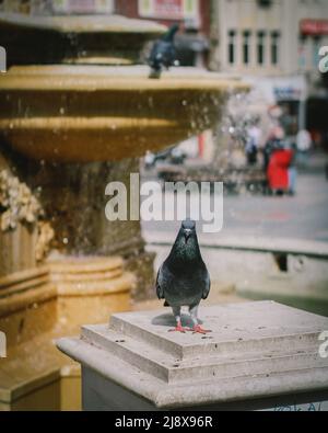 Un piccione in posa davanti alla fontana Foto Stock