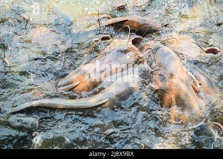 Pesce gatto mangiando cibo nella fattoria di pesce gatto, alimenta molti pesci di acqua dolce agricoltura acquacoltura, pesce gatto galleggiando per respirare sulla cima acqua nel lago vicino ri Foto Stock