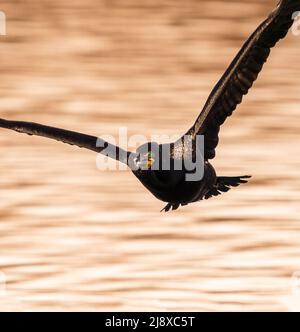 Primo piano di un cormorano a doppio crestato che si avvicina in volo portando una piuma bianca nel suo becco agganciato. Foto Stock